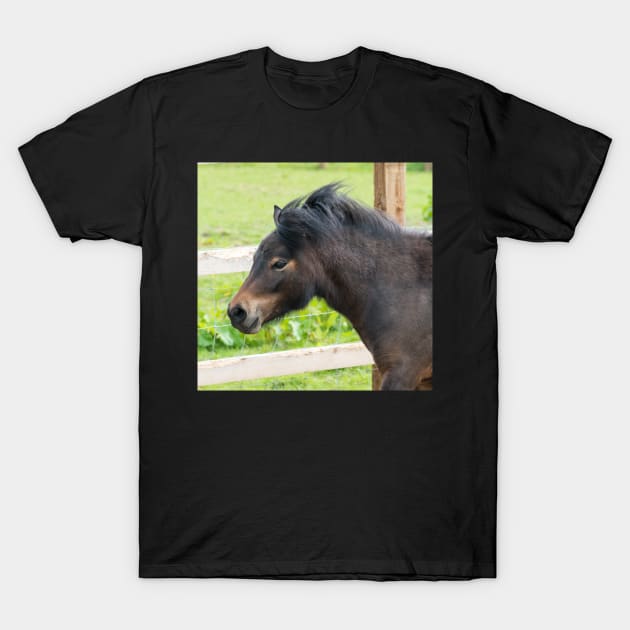 Shetland Pony T-Shirt by Russell102